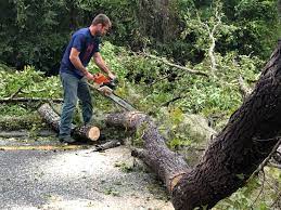 Reliable Salado, TX Tree Services Solutions