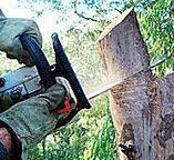 Best Arborist Consultation Services  in Salado, TX
