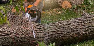 Best Tree Maintenance Programs  in Salado, TX