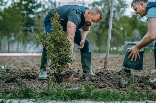 How Our Tree Care Process Works  in  Salado, TX