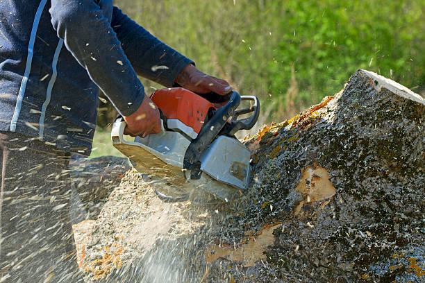 Best Lawn Disease Treatment  in Salado, TX